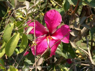 2004 Cuba, Maria la Gorda - Cayo Levisa, DSC00622 B_B720